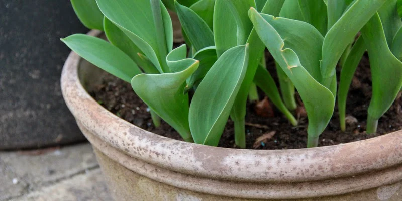 Nærbillede af tulipaner i krukker