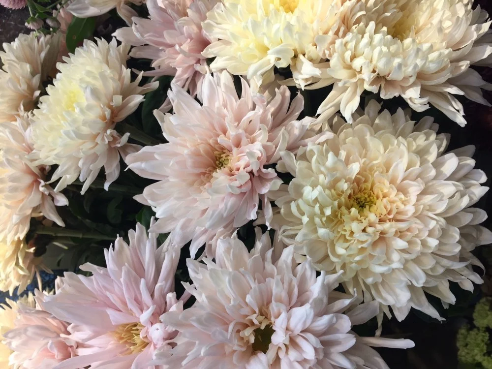 Lyserøde deko chrysanthemum