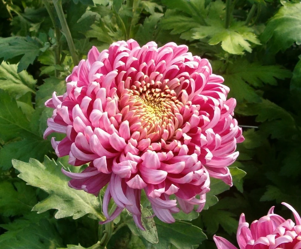 Pink deko chrysanthemum