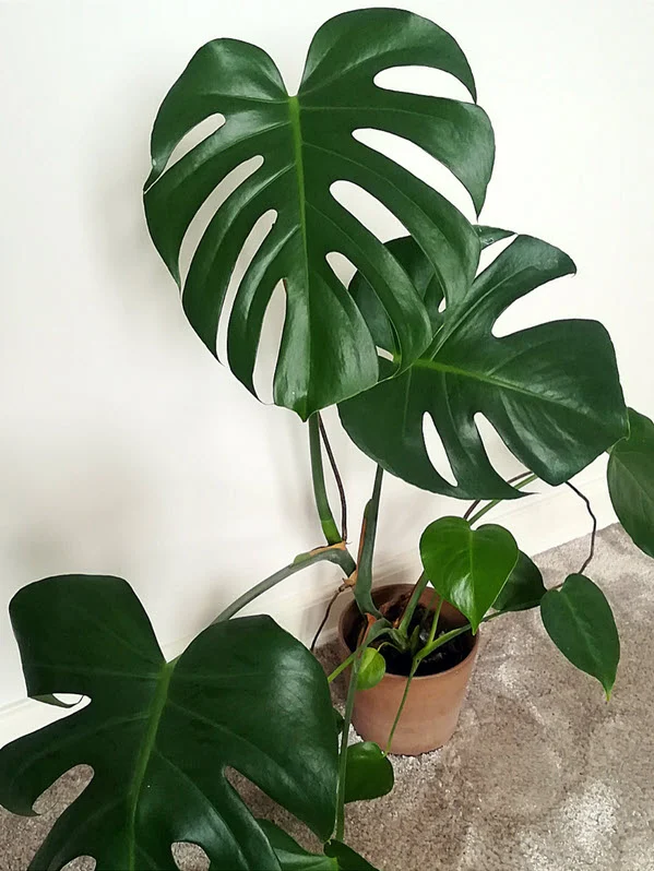 Monstera plante i krukke står på gulv