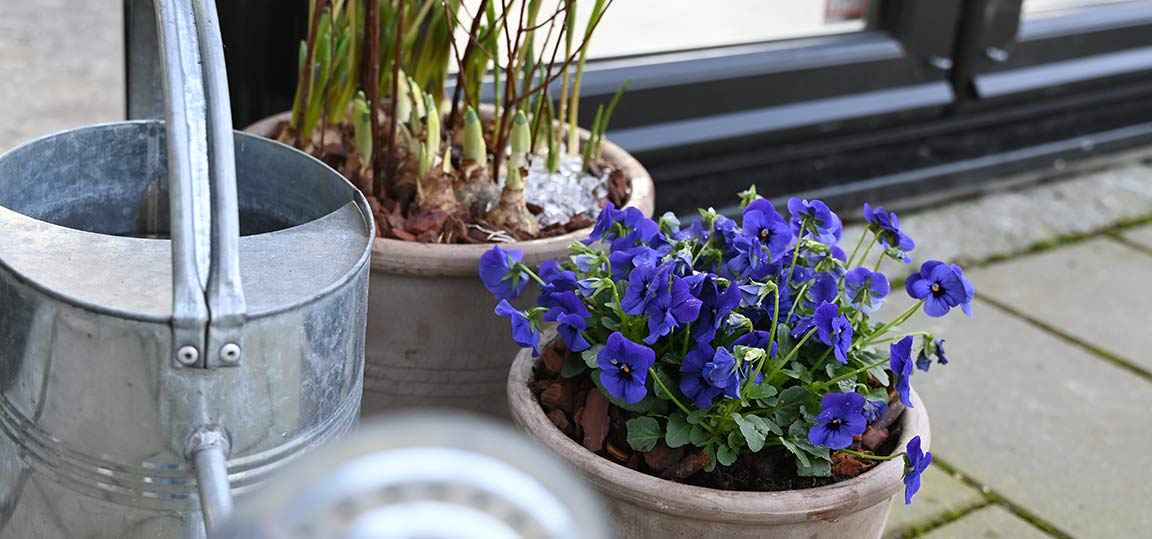 Nærbillede af forårsblomster i krukker