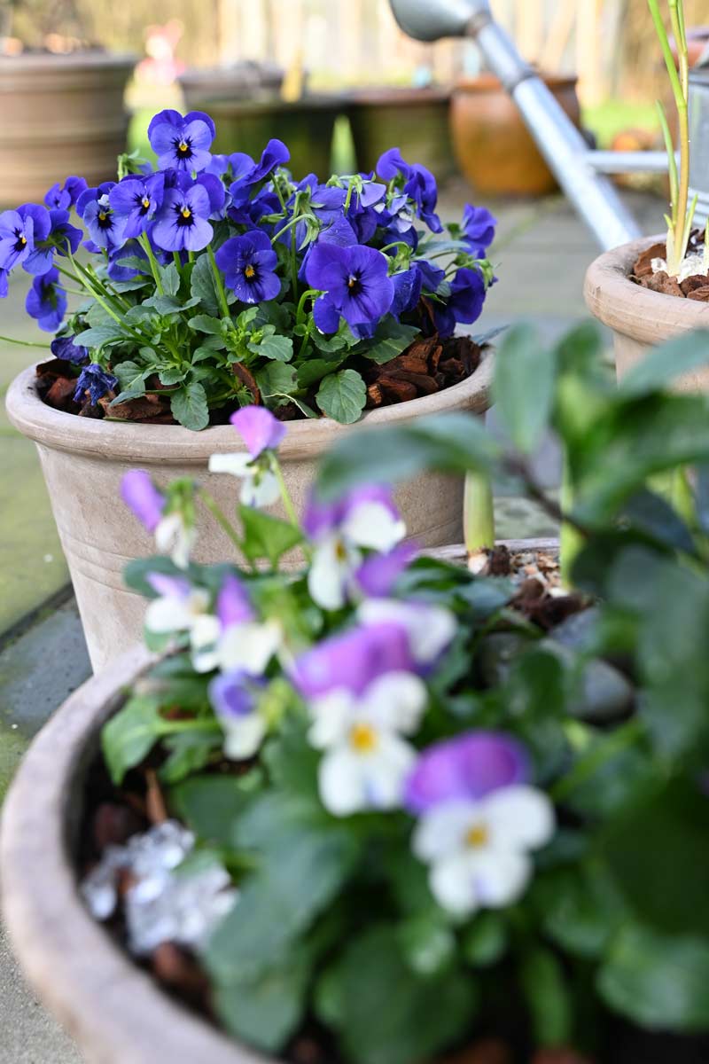 Forårsblomster i krukker