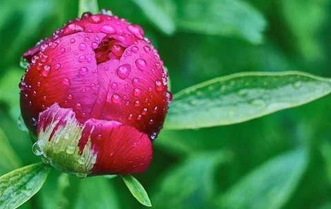 Nærbillede af pink bonderose