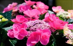 pinke blomster