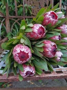 Protea