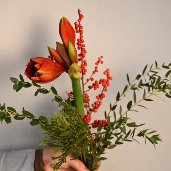 orange amaryllis med blandet grønt, holdt i hånden